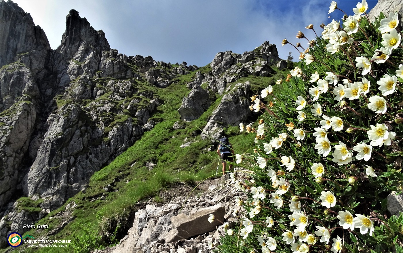 21 Bouquet di  Camedrio alpino (Dryas octopetala)  per il Torrione d'Alben .JPG